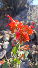 Salvia regla