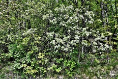 Crataegus chrysocarpa chrysocarpa