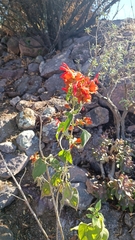 Salvia regla