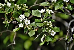 Crataegus chrysocarpa chrysocarpa