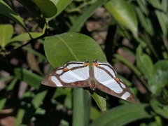Thisbe lycorias