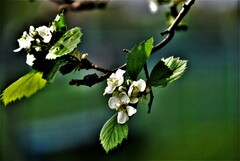 Crataegus chrysocarpa chrysocarpa