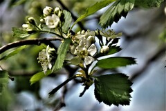 Crataegus chrysocarpa chrysocarpa