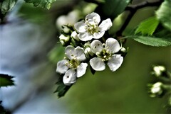 Crataegus chrysocarpa chrysocarpa
