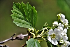 Crataegus chrysocarpa chrysocarpa