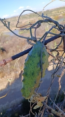 Gonolobus grandiflorus