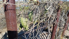 Gonolobus grandiflorus