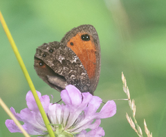 Erebia montanus