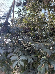 Ligustrum japonicum