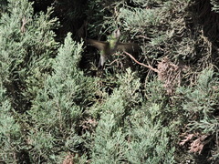 Cynanthus latirostris