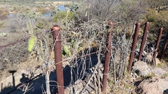 Gonolobus grandiflorus