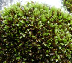Fissidens dubius