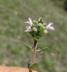 Thymus pannonicus