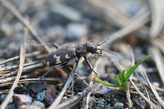Cicindela hybrida
