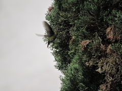 Cynanthus latirostris