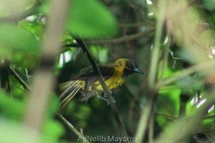 Icterus graduacauda