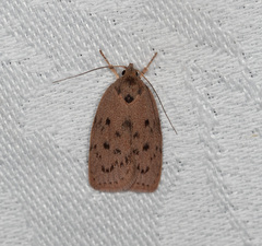 Prionocris protoxantha