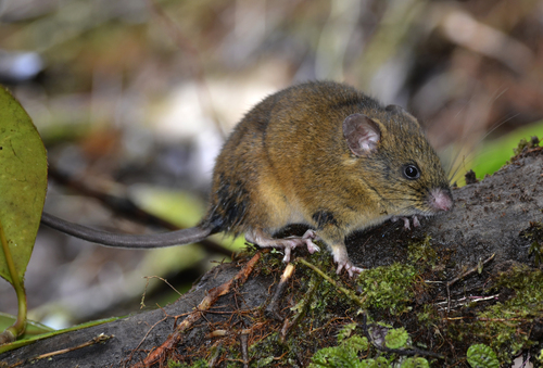 Pardiñas's Oldfield Mouse (Thomasomys pardignasi) — Data Deficient Mammalia