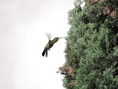 Cynanthus latirostris