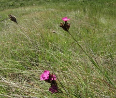 Dianthus membranaceus