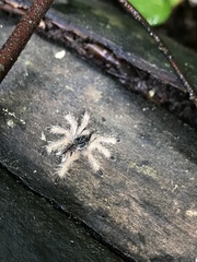 Avicularia