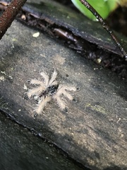 Avicularia