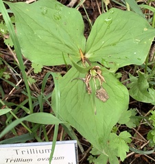 Callipetalon