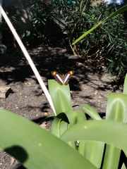Adelpha iphicleola iphicleola