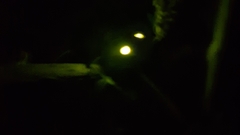 Pyrophorini