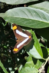 Adelpha iphicleola iphicleola
