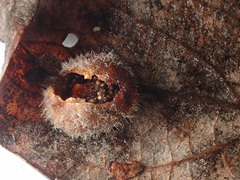 Euura pedunculi