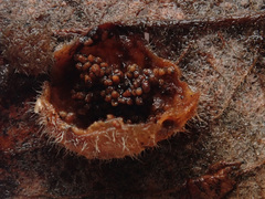 Euura pedunculi