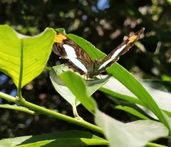 Adelpha iphicleola iphicleola