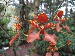 Cyrtochilum