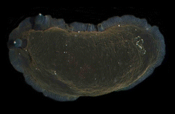 Dendrodoris krebsii (Mörch, 1863)