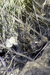Aimophila ruficeps canescens