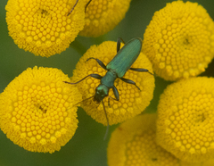 Chrysanthia viridissima