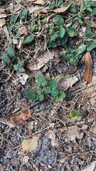 Desmodium rotundifolium