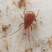 Ologamasidae - Photo (c) Иван Матершев, some rights reserved (CC BY-NC), uploaded by Иван Матершев