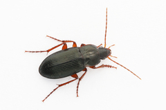 Calathus erratus
