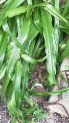 Chlorophytum comosum