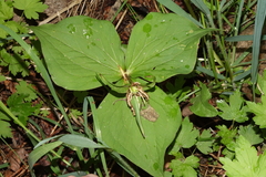 Callipetalon