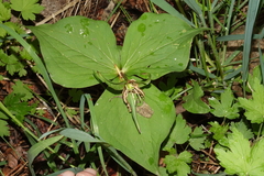 Callipetalon