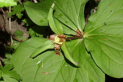 Callipetalon