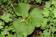 Callipetalon