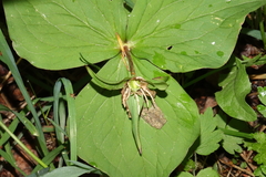 Callipetalon