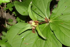 Callipetalon