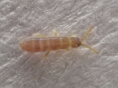 Isotominae