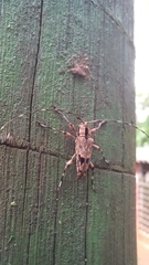 Colobothea centralis