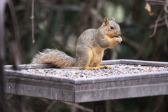 Sciurus niger rufiventer